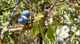 Prunus spinosa. Часть веточки с плодами. Испания, Андалусия, национальный парк Torcal de Antequera. Август 2015 г.