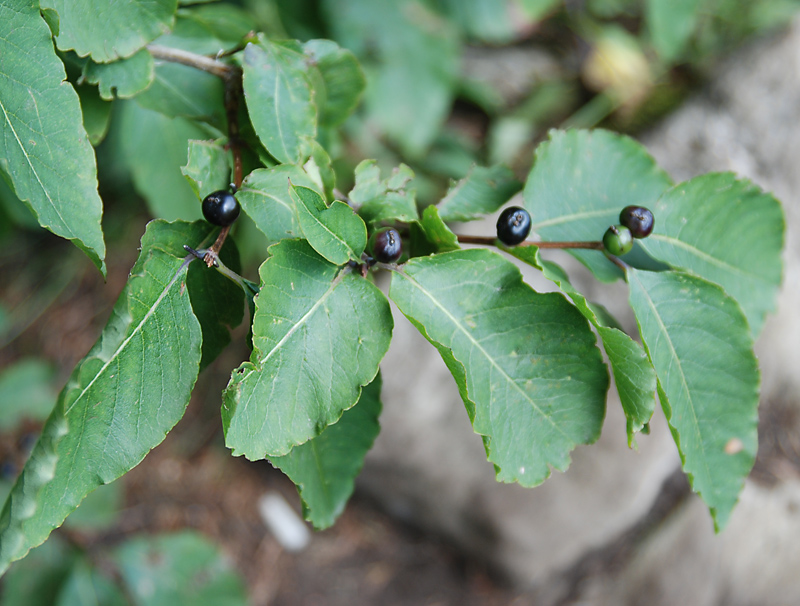 Изображение особи Lonicera orientalis.