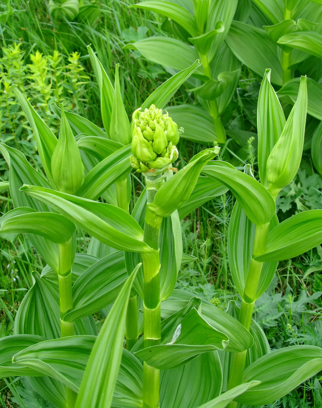 Изображение особи Veratrum lobelianum.