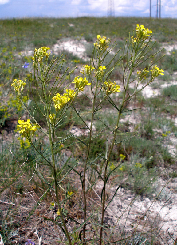 Image of Erysimum canescens specimen.