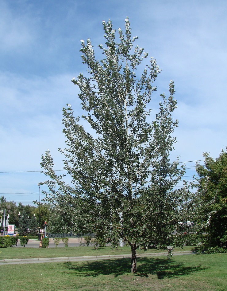 Изображение особи Populus alba.