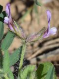 Astragalus camptoceras. Соцветие. Узбекистан, Ташкентская обл., зап. отр. Чаткальского хр., окр. г. Газалкент. 19.04.2015.