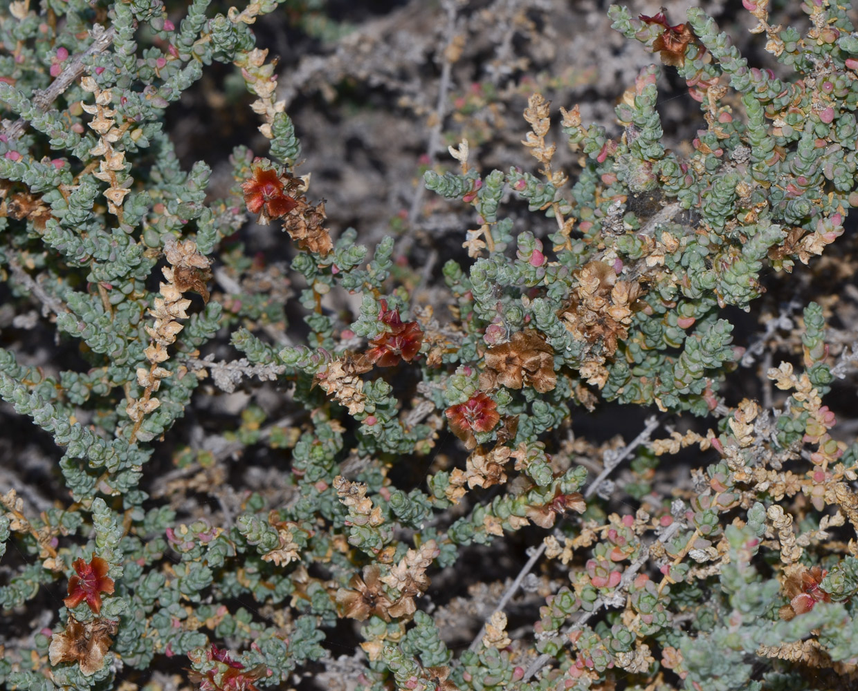 Изображение особи Salsola vermiculata.