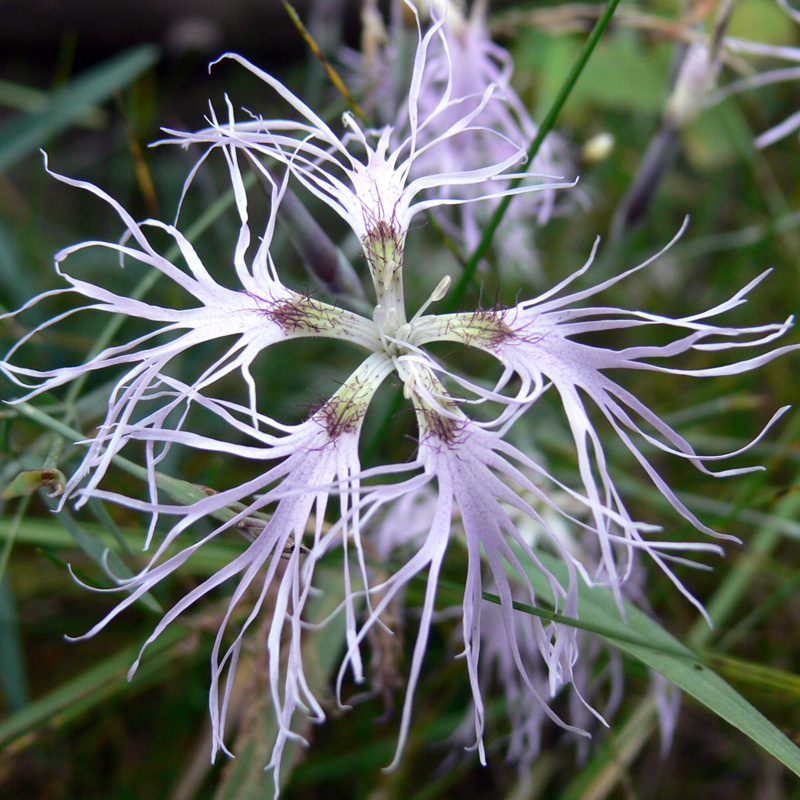 Image of Dianthus superbus specimen.