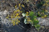 Helichrysum arenarium. Цветущее растение. Украина, Запорожская обл., Бердянская коса, зарастающий пляж. Август 2006 г.