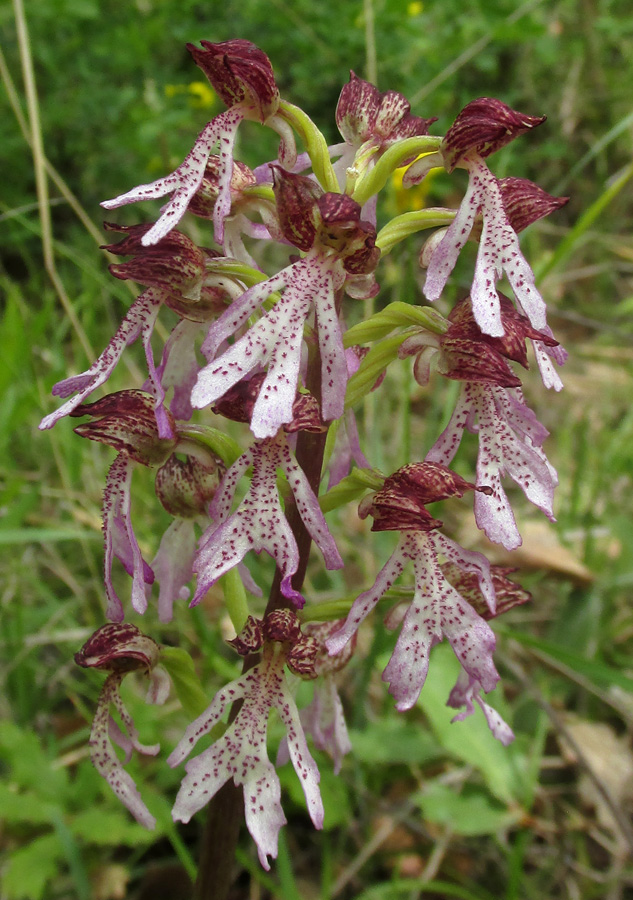 Image of Orchis &times; angusticruris specimen.