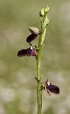 Ophrys mammosa. Верхушка побега с соцветием. Греция, Пелопоннес, окр. г. Пиргос, муниципальный парк. 21.03.2015.