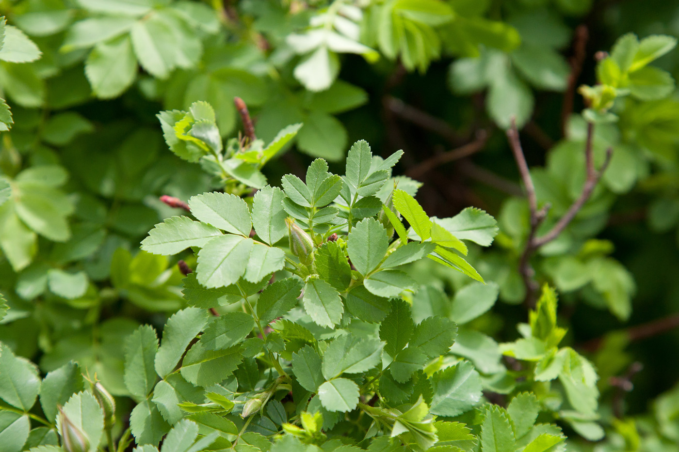 Image of Rosa spinosissima specimen.