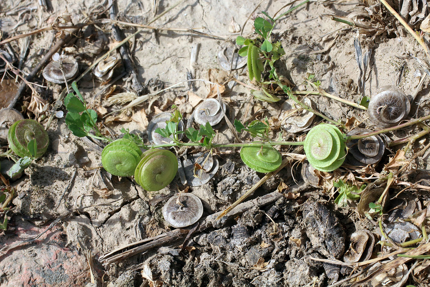 Изображение особи Medicago orbicularis.