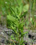 Sphaeranthus strobilifer. Верхняя часть растения. Астраханская обл., Володарский р-н, окр. с. Ямное, ООПТ \"Бугор Змеиный\", пойменный луг после спада половодья. 25.06.2016.