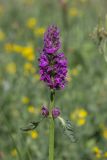 Betonica officinalis. Верхушка цветущего растения. Свердловская обл., окр. г. Заречный, край Черемшанского болота, на поляне после вырубки леса. 03.07.2016.