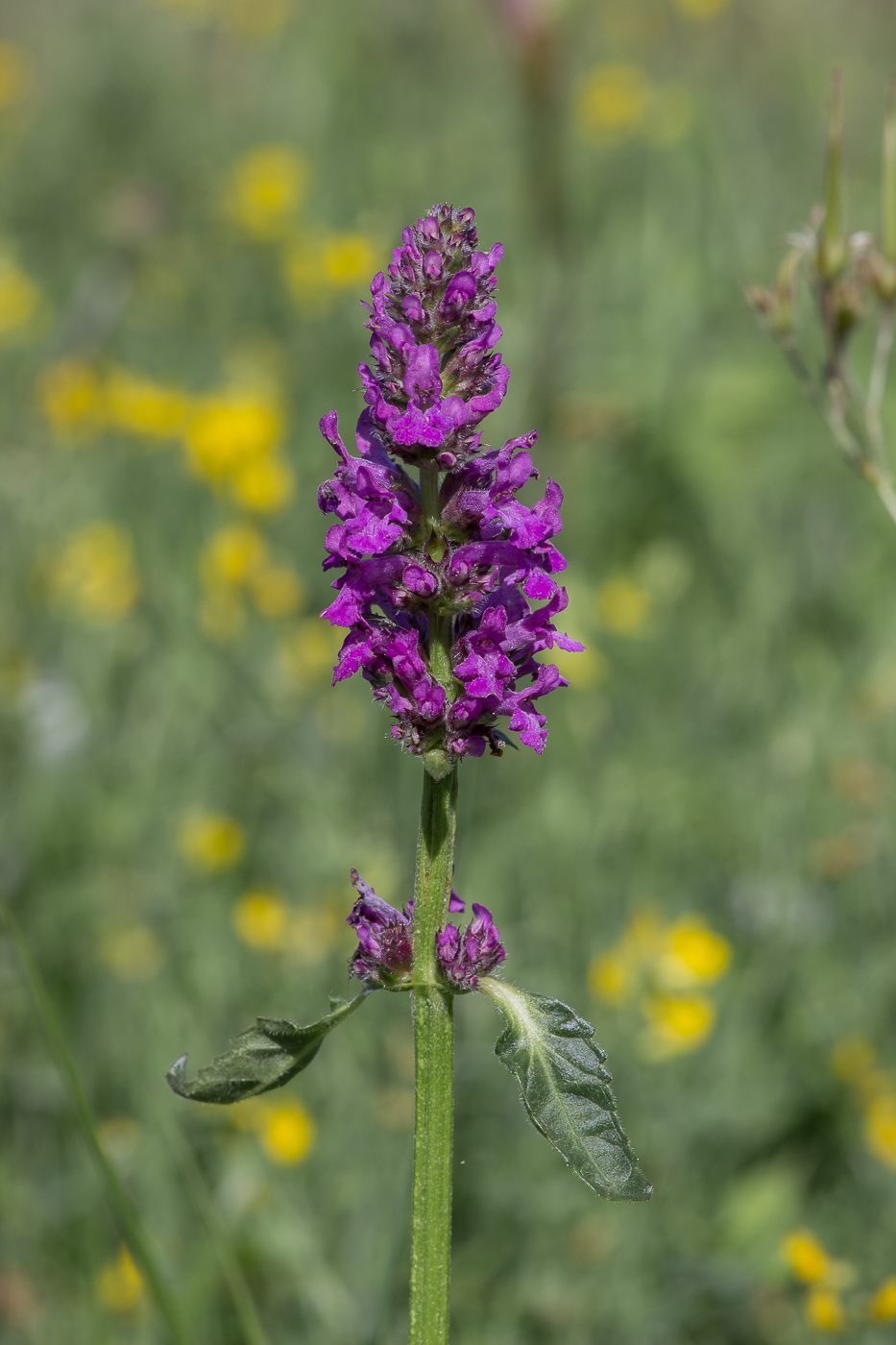 Изображение особи Betonica officinalis.