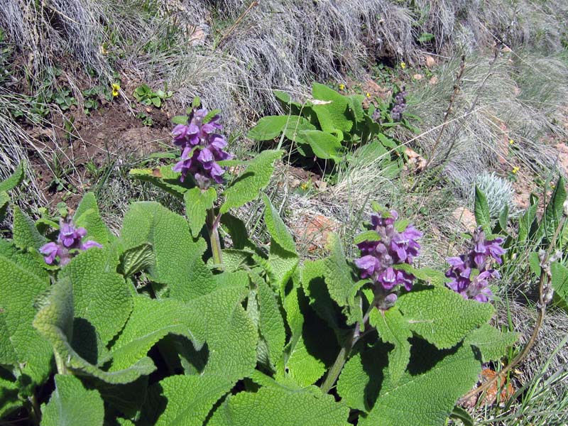 Image of Phlomoides oreophila specimen.