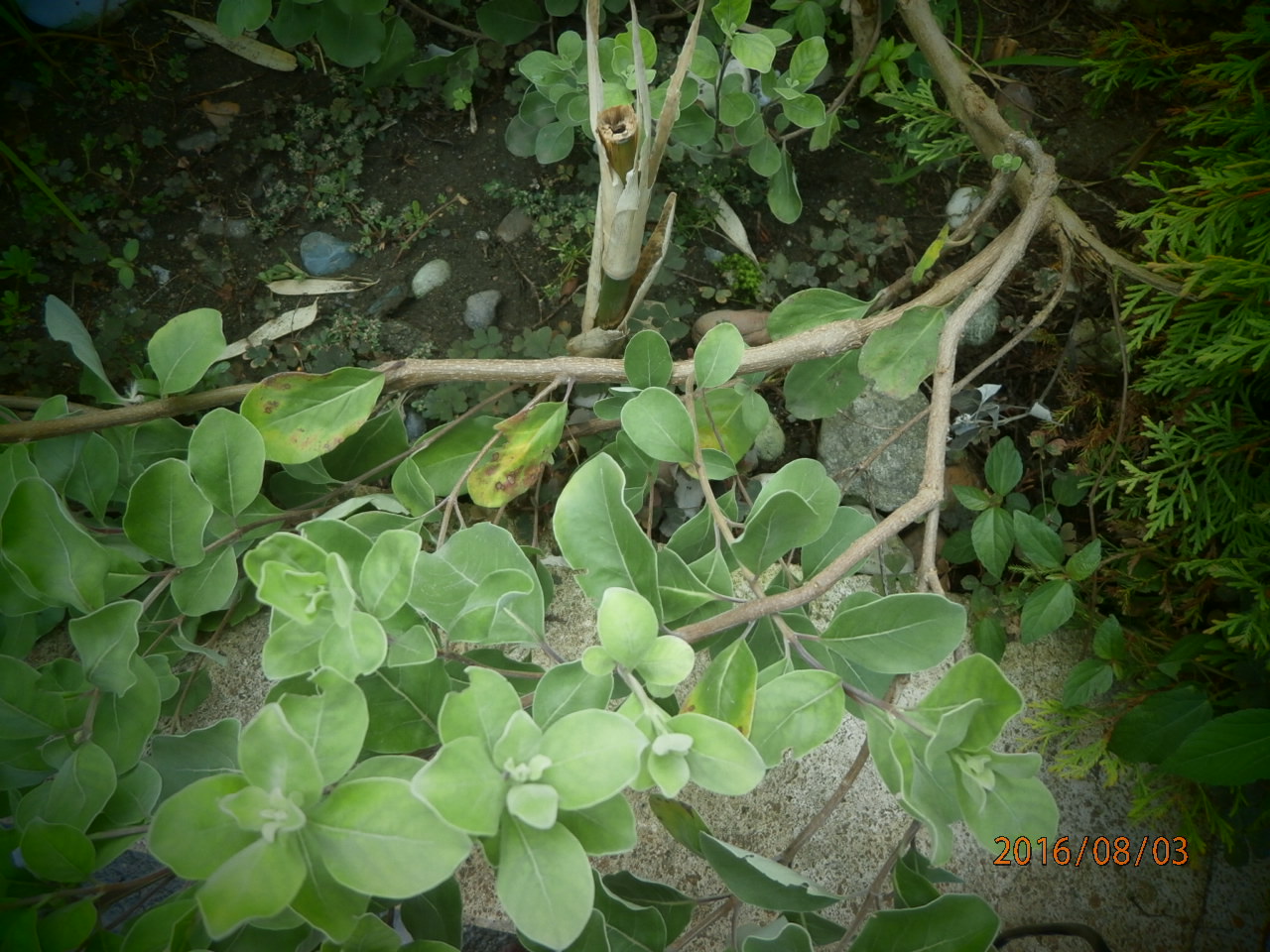 Image of Vitex trifolia ssp. litoralis specimen.