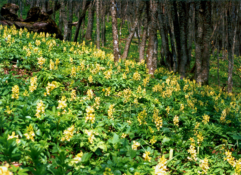 Изображение особи Corydalis marschalliana.