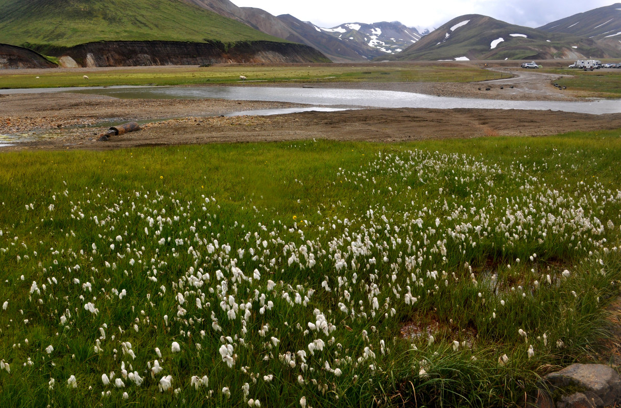 Изображение особи Eriophorum angustifolium.