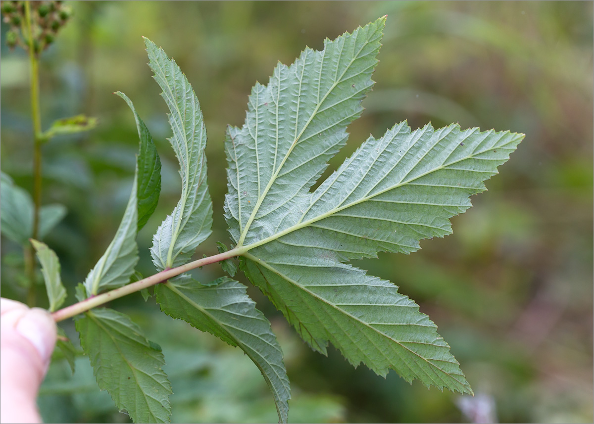 Image of Filipendula ulmaria specimen.