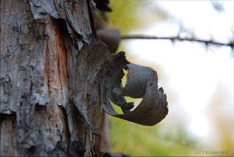 Image of Larix cajanderi specimen.