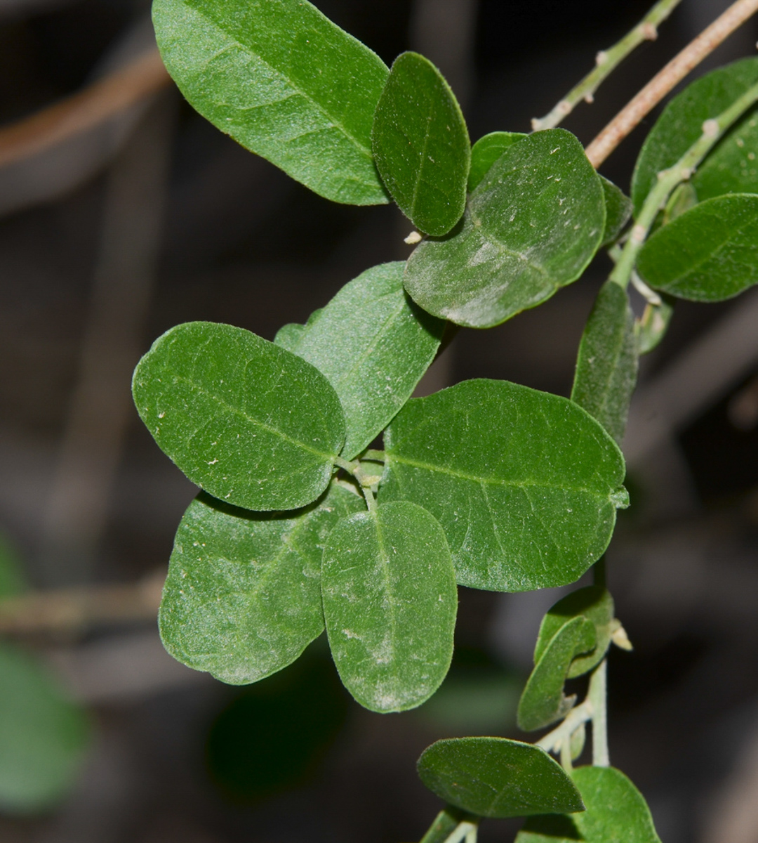 Изображение особи Cocculus pendulus.