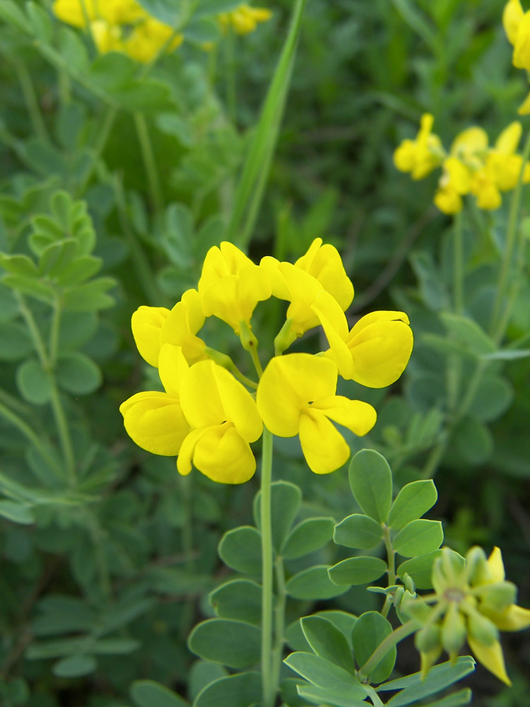 Image of Coronilla coronata specimen.