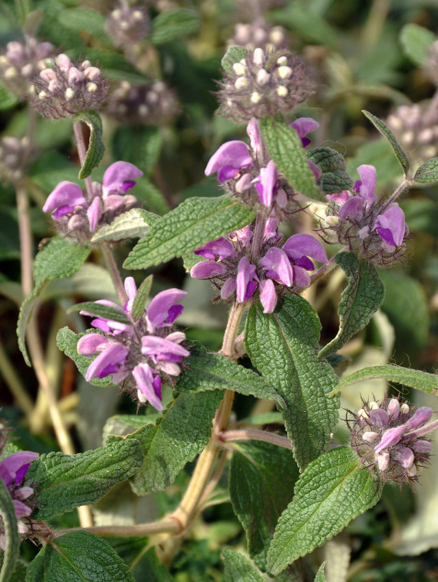 Image of Phlomis taurica specimen.