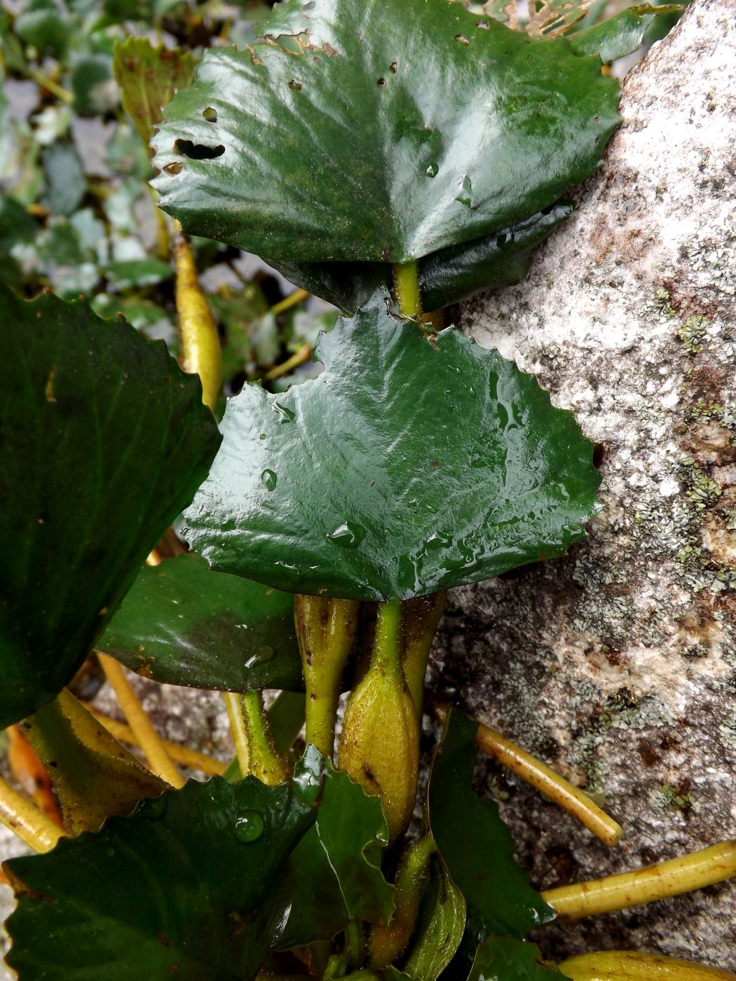 Изображение особи Trapa bicornis.