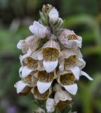 Digitalis lanata