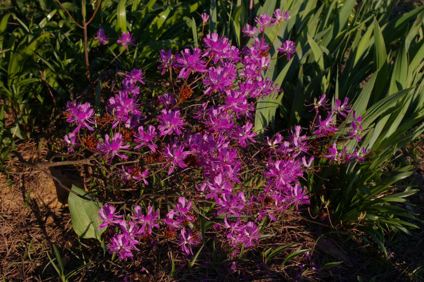 Изображение особи род Rhododendron.