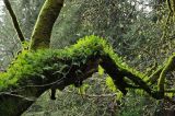 Polypodium calirhiza