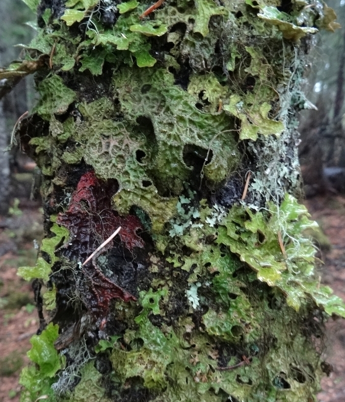 Image of Lobaria pulmonaria specimen.