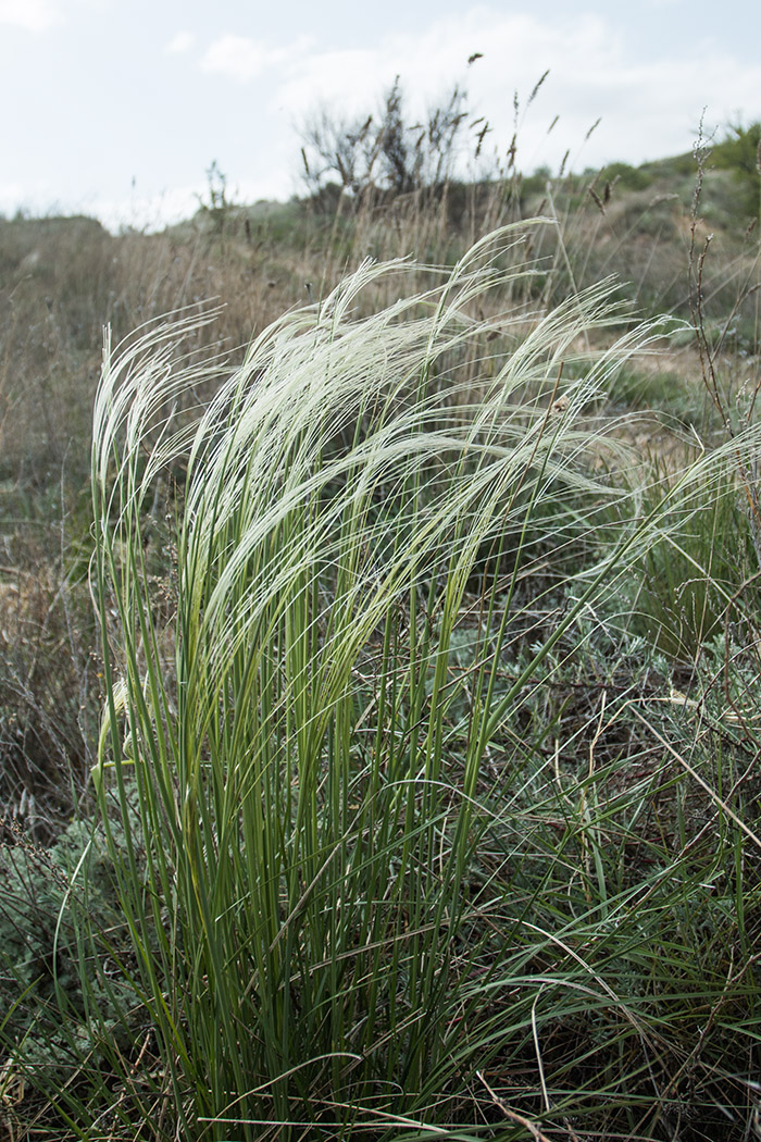 Изображение особи род Stipa.