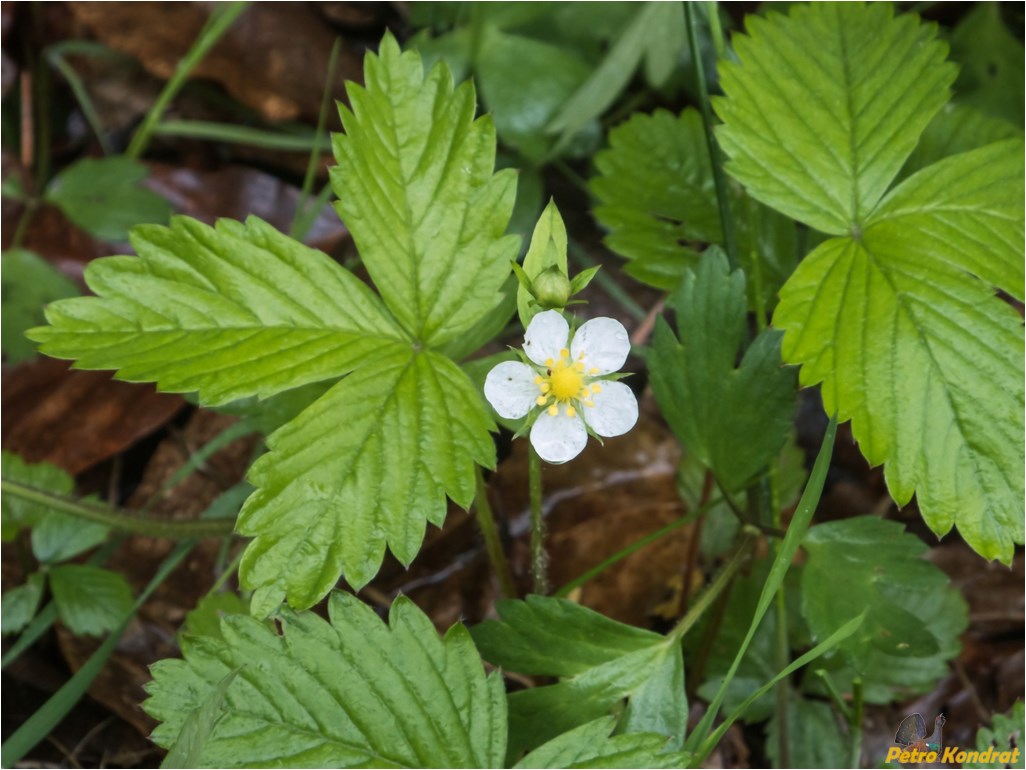 Изображение особи Fragaria vesca.