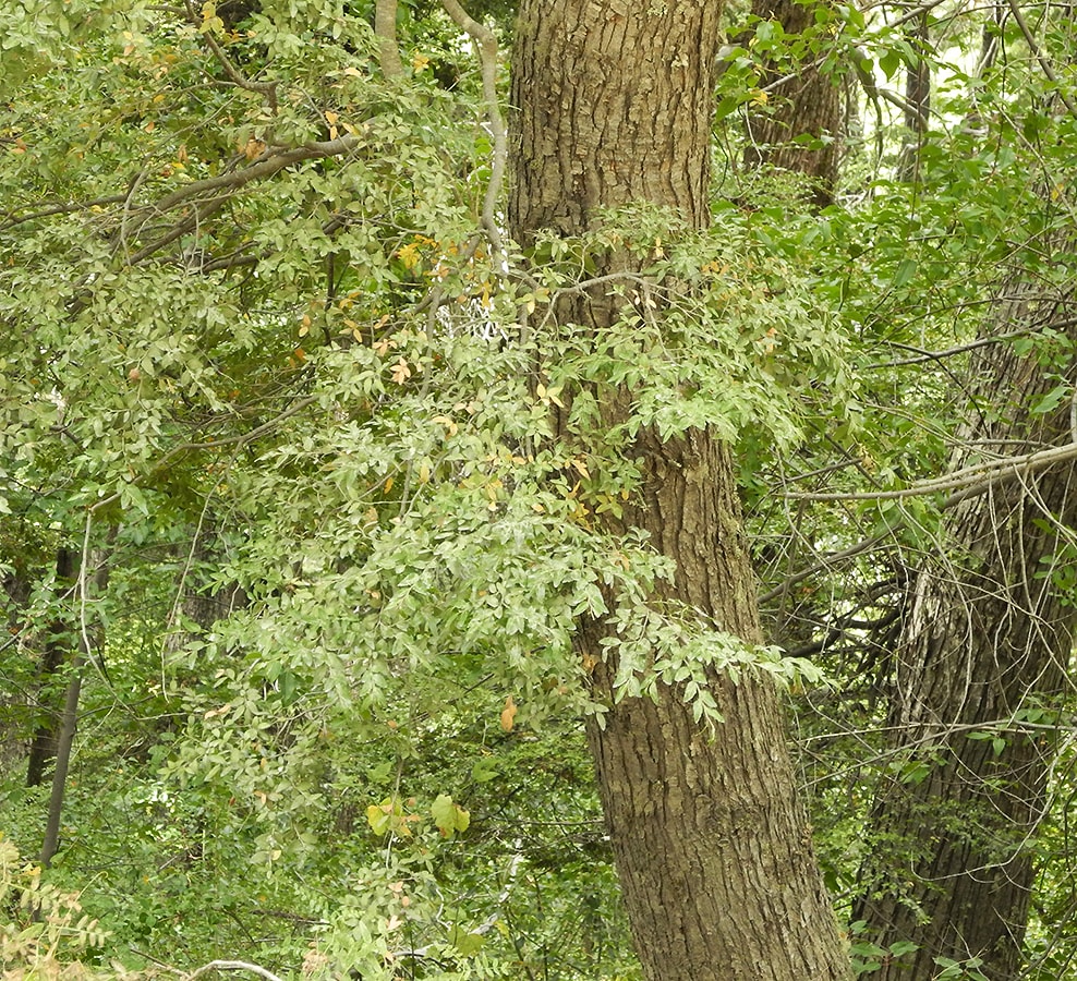 Image of Nothofagus dombeyi specimen.