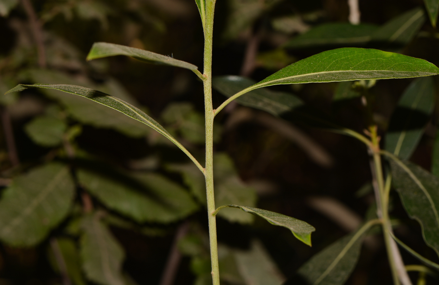 Image of Bontia daphnoides specimen.