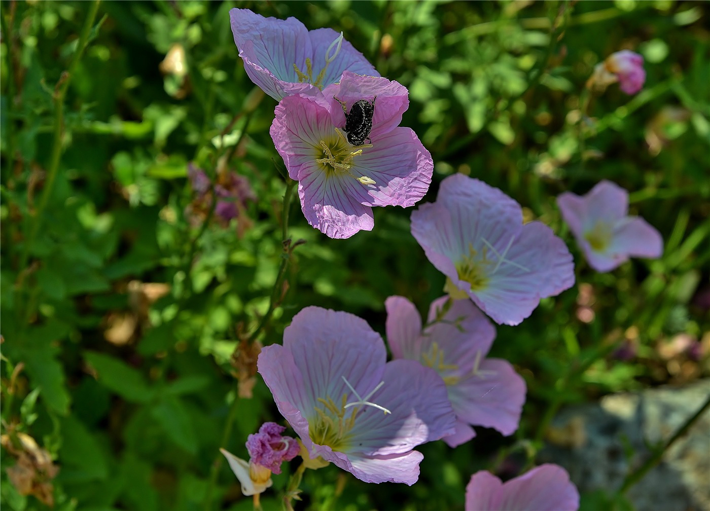 Image of Oenothera speciosa specimen.