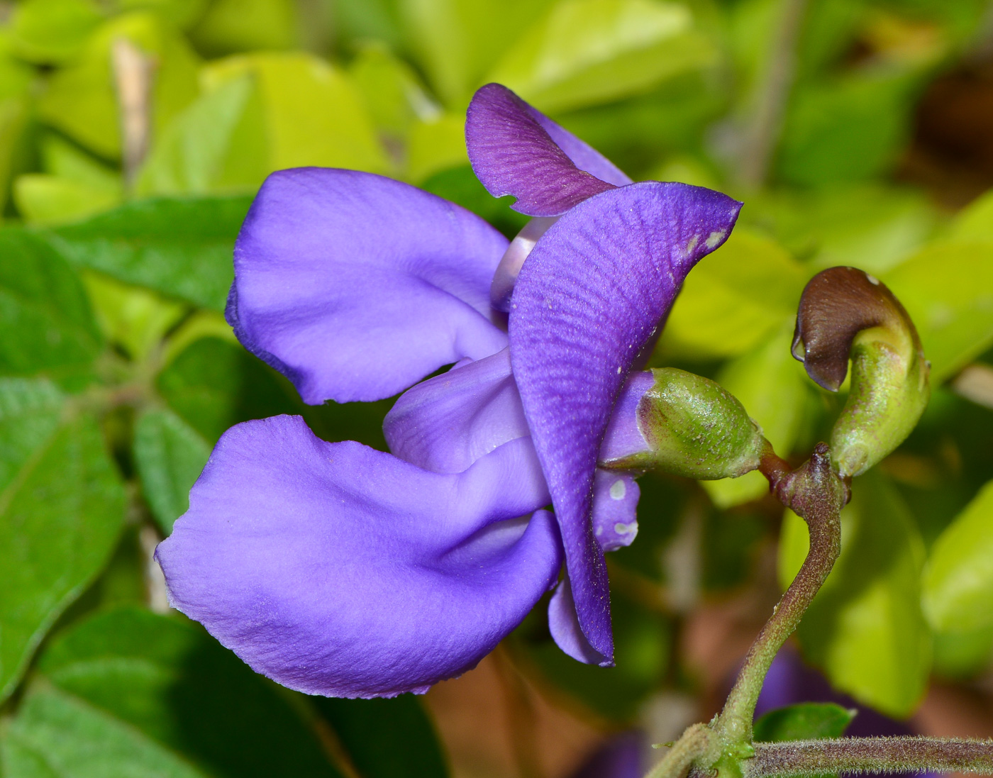 Изображение особи Vigna speciosa.