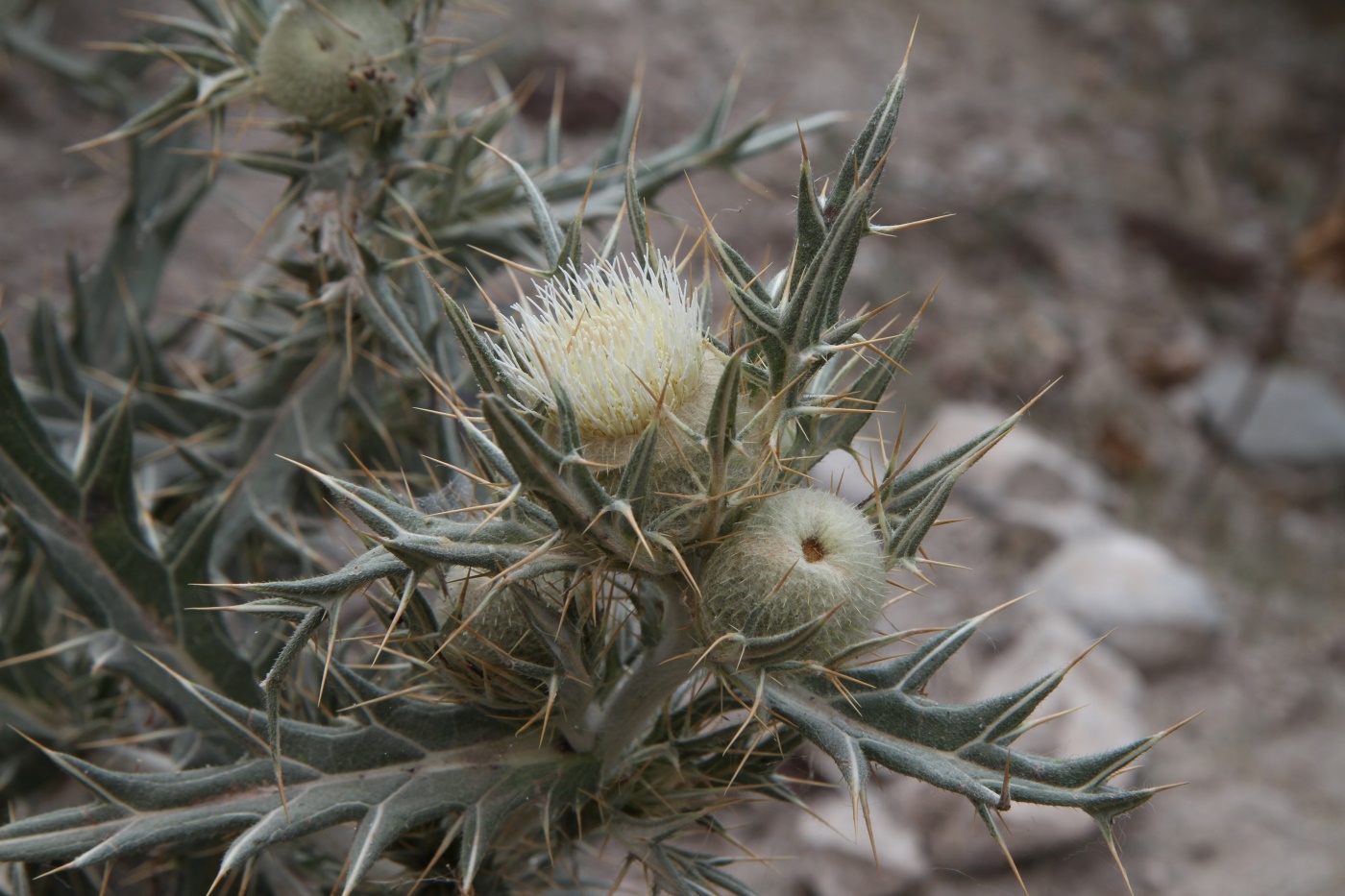 Image of Cirsium turkestanicum specimen.