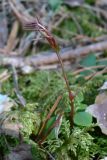 Lathyrus humilis