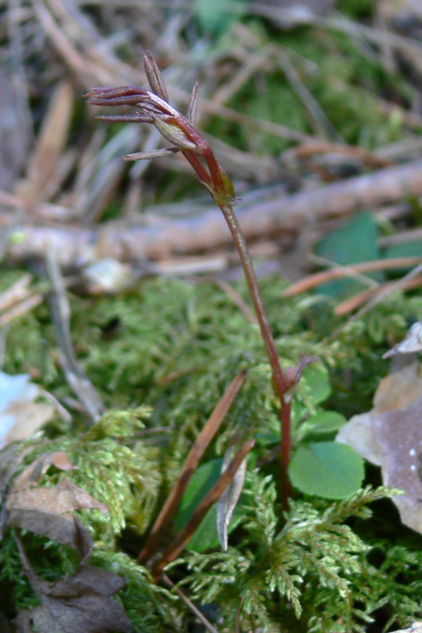 Image of Lathyrus humilis specimen.