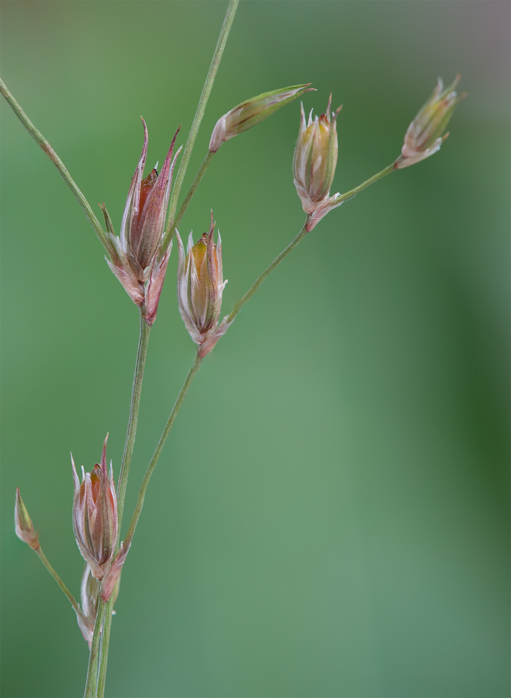 Image of Juncus bufonius specimen.