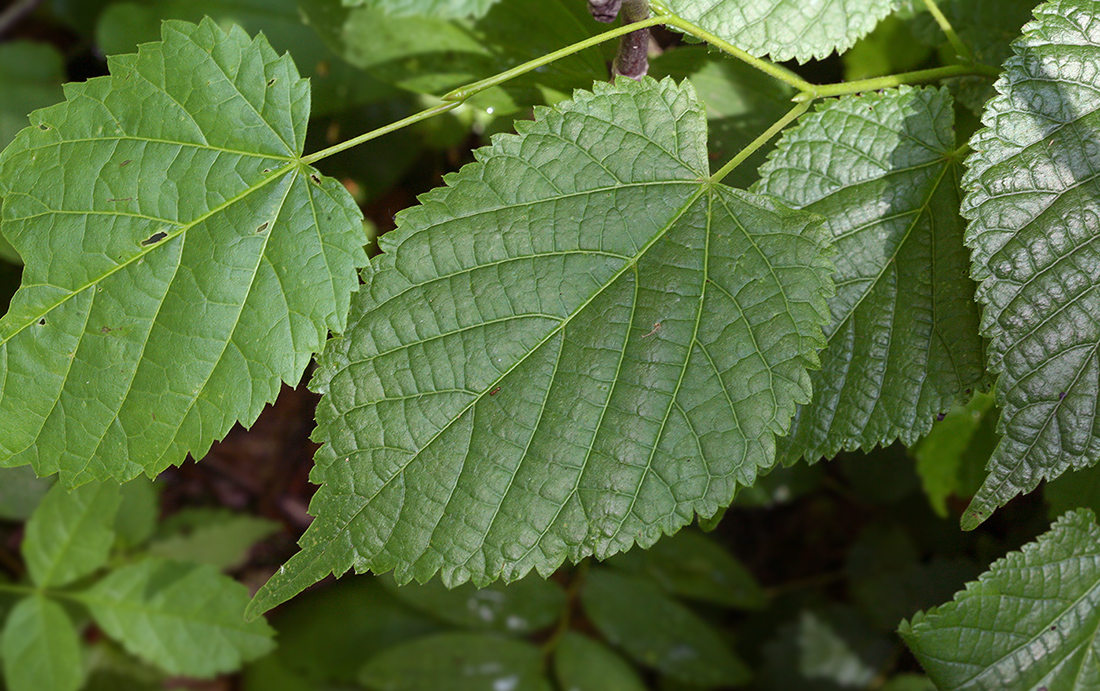 Image of Tilia platyphyllos specimen.