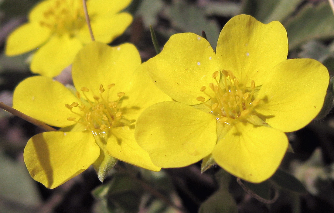 Image of Potentilla incana specimen.