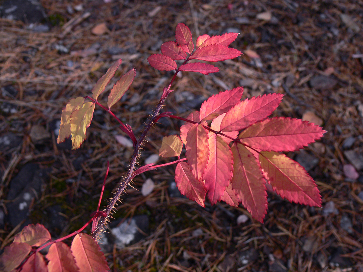 Image of Rosa acicularis specimen.