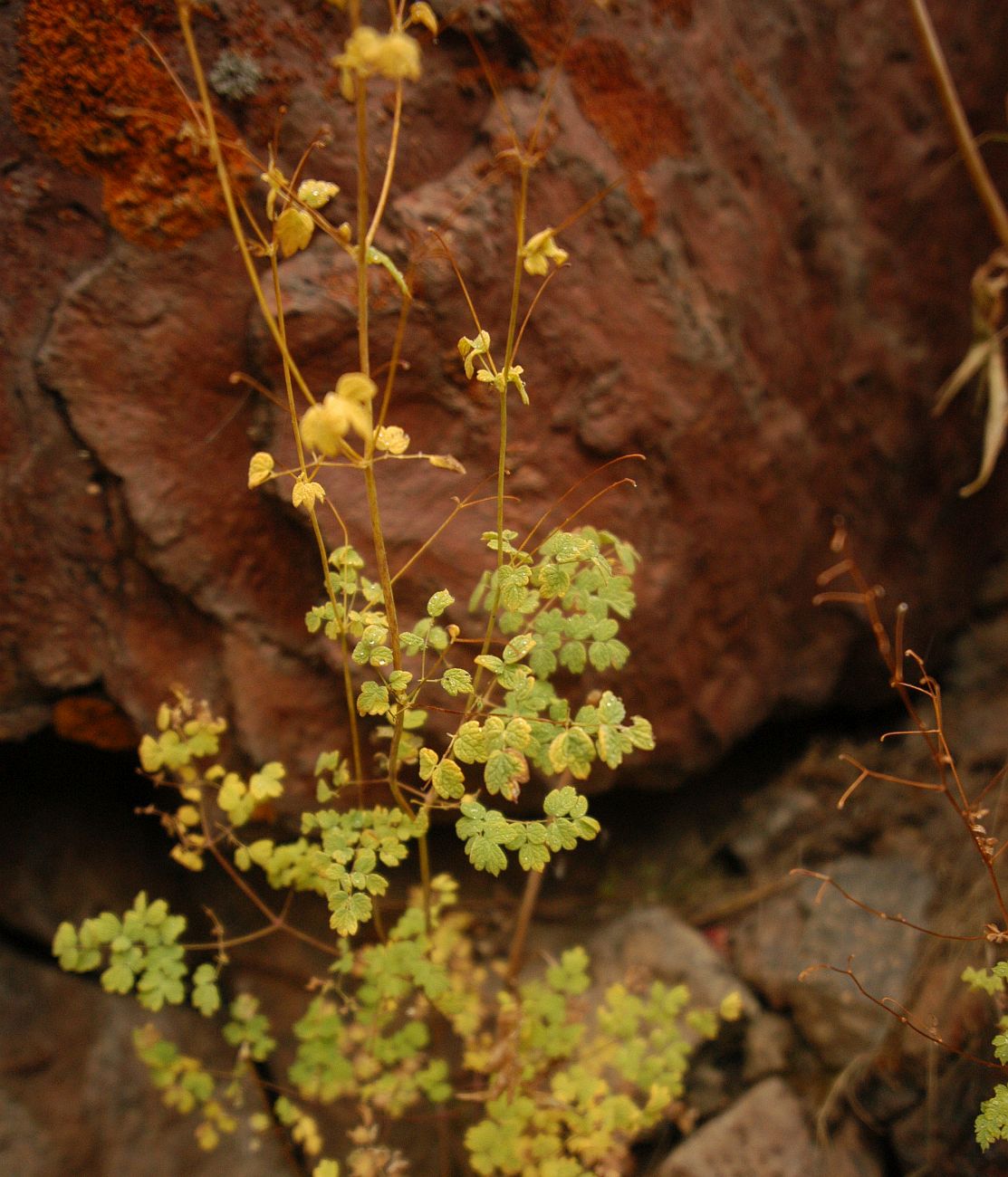 Изображение особи Thalictrum foetidum.