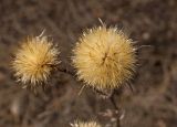 Carlina intermedia