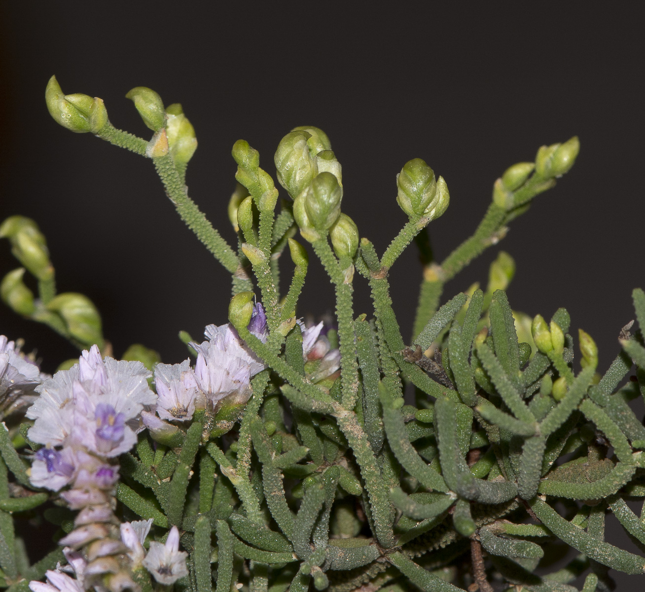 Image of Limonium papillatum specimen.