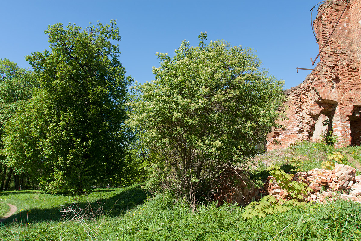 Image of Sambucus sibirica specimen.