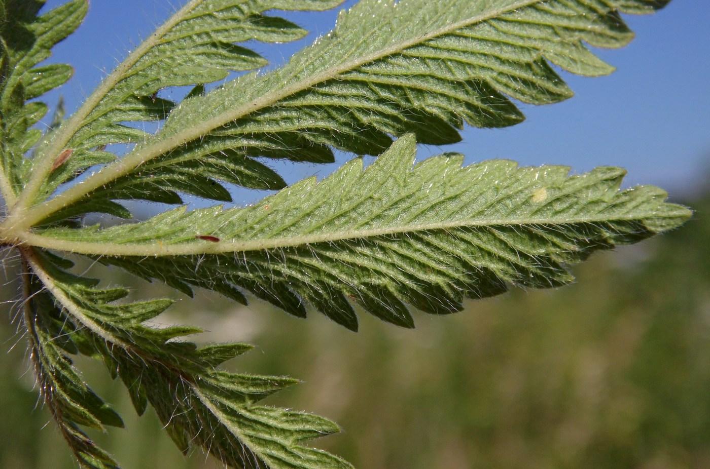 Image of Potentilla recta specimen.