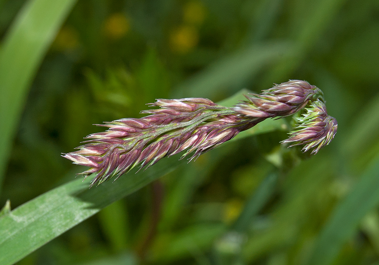 Image of Dactylis glomerata specimen.