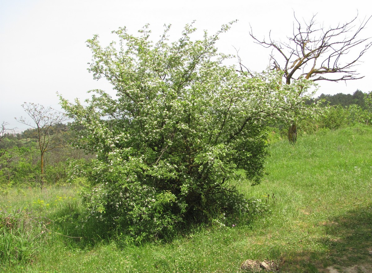 Изображение особи Crataegus pallasii.